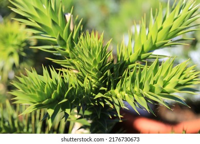 Monkey Puzzle Tree In Sunny June