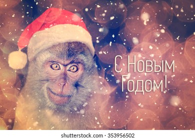 Monkey with a red cap on his head and the words 