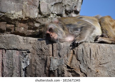 The monkey is relaxing to