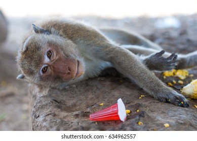 monkey relaxing