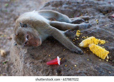 monkey relaxing