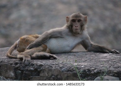 Monkey is relaxing at forest