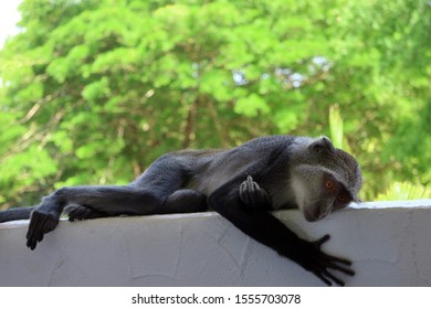 Monkey resting