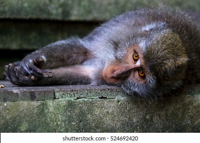 monkey resting