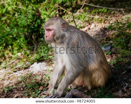 Monkey resting, India.