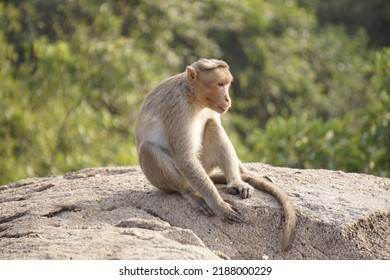 Monkey resting on a stone in India