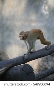 Monkey / Rhesus Macaque