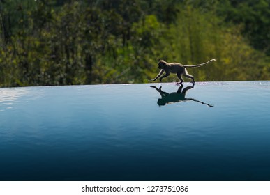 Monkey Running on an Infinity Pool