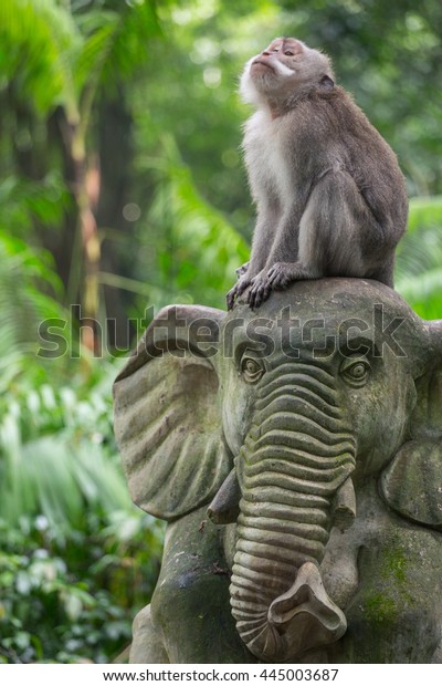 Monkey Sacred Monkey Forest Sanctuarymandala Wisata Stock