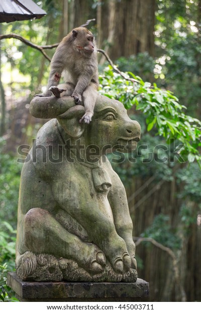 Monkey Sacred Monkey Forest Sanctuarymandala Wisata Stock