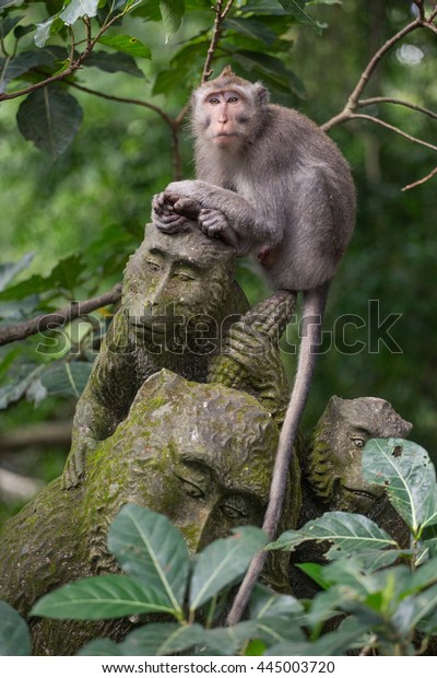 monkey in the Sacred Monkey Forest\
Sanctuary,Mandala Wisata Wenara\
Wana,Bali,Indonesia