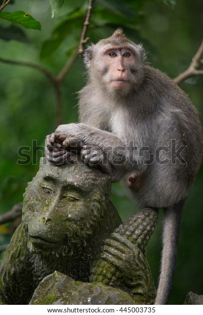 Monkey Sacred Monkey Forest Sanctuarymandala Wisata Stock