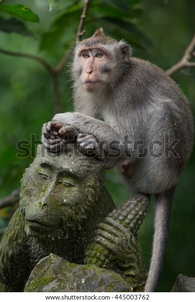 Monkey Sacred Monkey Forest Sanctuarymandala Wisata Stock