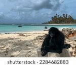 Monkey in the San Blas archipelago in Panama.