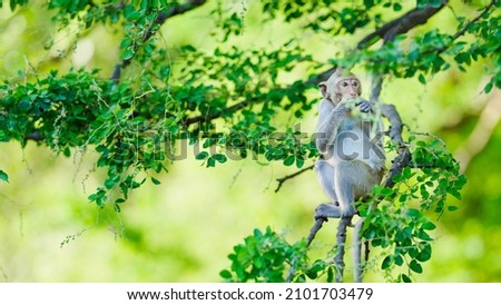 The monkey sat on the tamarind tree eating tamarind comfortably alone. Leave space on the left side for text input.