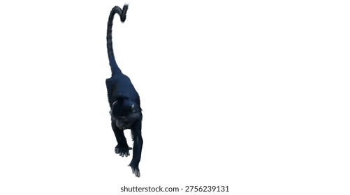 Monkey sauntering curiously, with a long tail held aloft in a dynamic composition isolated on white background with clipping path.