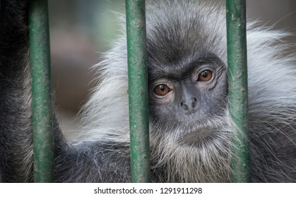 A Monkey Saying Everything You Need To Know Through His Expression.