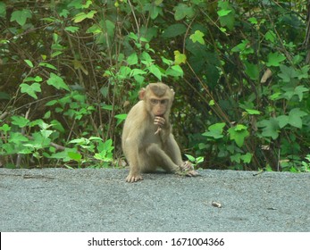 Monkey Is Scared, Monkey Sitting On The Road 