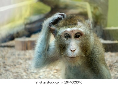 monkey scratching his head, the animal began to think.