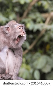A Monkey Scream Over A Tree To Warn Other Monkeys from Trespassers Crossing  
His Territory  