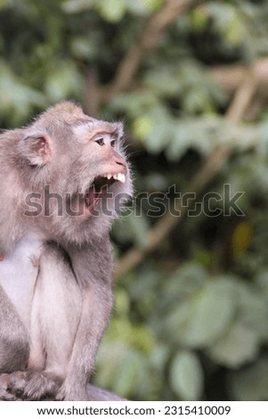 A Monkey Scream Over A Tree To Warn Other Monkeys from Trespassers Crossing  
His Territory  
