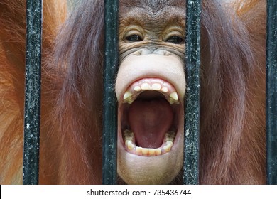 2,767 Screaming monkey Images, Stock Photos & Vectors | Shutterstock