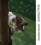 Monkey Screaming in Shock behind Tree
