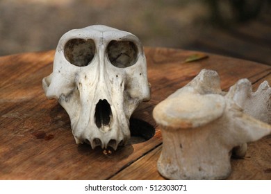 Monkey Scull And Bones