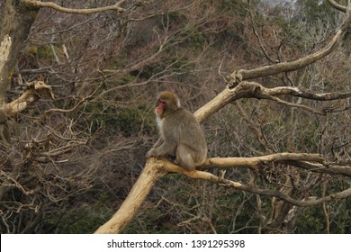 monkey seating on a tree in monkey park - Shutterstock ID 1391295398