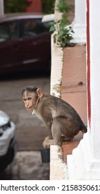 A monkey seating on the wall 