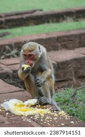 monkey, selective focused Japanese macaque monkey eating in park or zoo in Sri Lanka, Asia. Wild animal concept background in nature. macaque eating left overs at park in SriLanka, Asia. wild animal