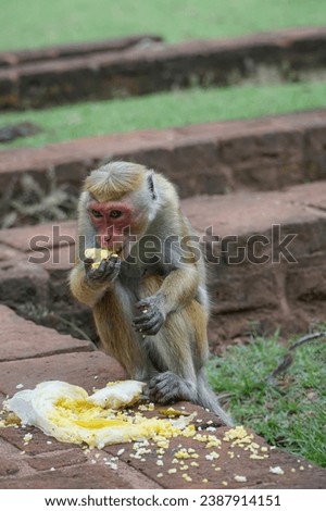 monkey, selective focused Japanese macaque monkey eating in park or zoo in Sri Lanka, Asia. Wild animal concept background in nature. macaque eating left overs at park in SriLanka, Asia. wild animal