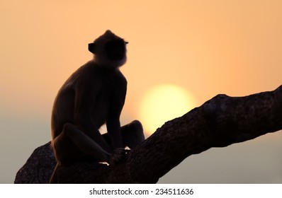 Monkey in the setting sun in the jungle