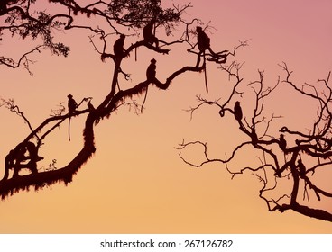 Monkey in the setting sun in the jungle