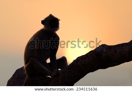 Monkey in the setting sun in the jungle