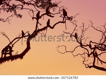 Monkey in the setting sun in the jungle