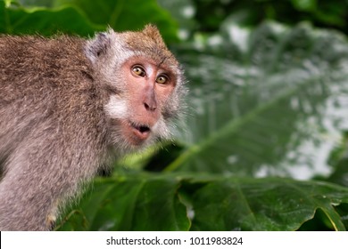 Monkey Is Shocked And Surprised. Facial Emotion Of Animal.