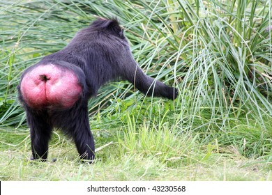 Chimpanzee Ass