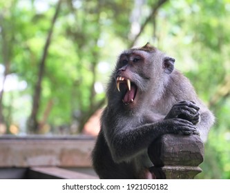 Monkey Showing His Big Teeth