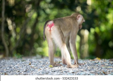 Monkey showing red ass in the forest.