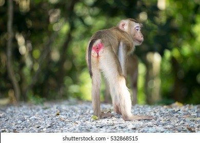 Monkey showing red ass in the forest.