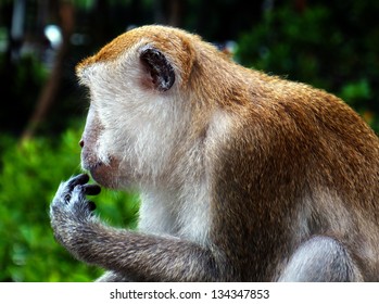 Monkey in side portrait.
