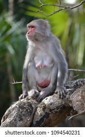 Monkey, Silver Springs State Park