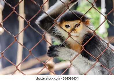 Monkey Sit Behind Grille Stock Photo 584018434 | Shutterstock