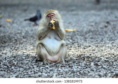 Monkey Sit And Eat Corn On The Stone Ground