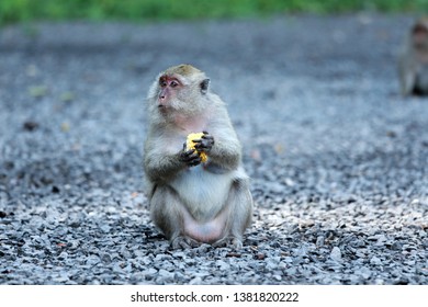 Monkey Sit And Eat Corn On The Stone Ground