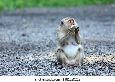 Monkey Sit And Eat Corn On The Stone Ground