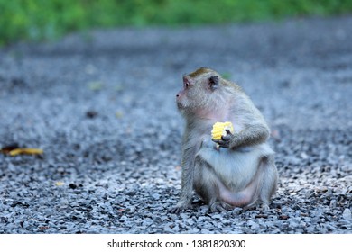 Monkey Sit And Eat Corn On The Stone Ground