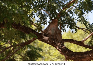 monkey sit on the tree and look somewhere