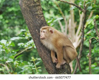 monkey sit on tree and look at something - Shutterstock ID 665077477
